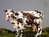 big_12_crbst_nac005